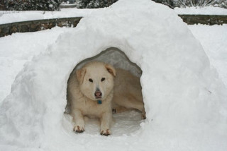 This igloo is about as “indoors” as he ever got. He had a property to protect!